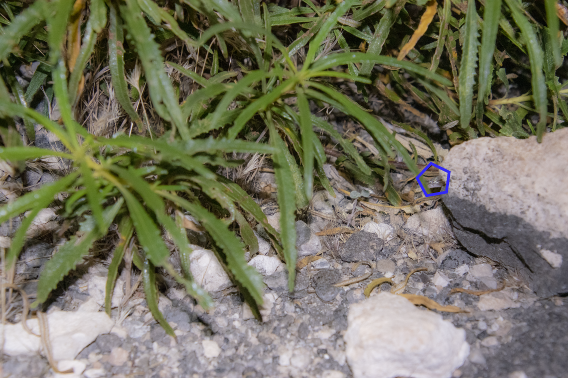 Camouflaged gecko identified in photo with circle Camouflaged gecko identified in photo with circle